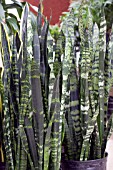 SANSEVIERIA