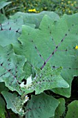 SOLANUM QUITOENSE