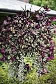 TRADESCANTIA ZEBRINA