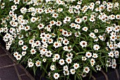 ZINNIA ANGUSTIFOLIA CRYSTAL WHITE