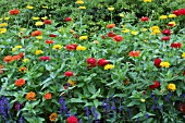 ZINNIA ELEGANS BENARYS GIANT MIX