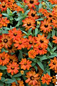 ZINNIA MARYLANDICA ZAHARA FIRE