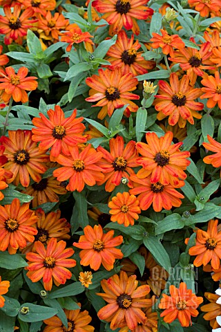 ZINNIA_MARYLANDICA_ZAHARA_FIRE