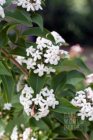 ABELIA_MOSANENSIS