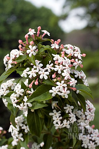 ABELIA_MOSANENSIS