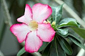 ADENIUM OBESUM DESERT ROSE