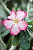 ADENIUM OBESUM DESERT ROSE