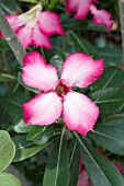 ADENIUM OBESUM DESERT ROSE