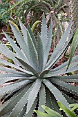 AGAVE LOPHANTHA HETERACANTHA