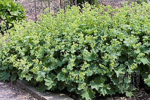 ALCHEMILLA_MOLLIS