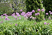 ALLIUM GLOBEMASTER