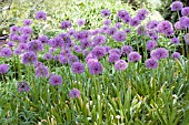 ALLIUM GLOBEMASTER