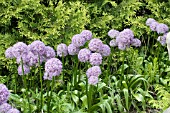 ALLIUM GLOBEMASTER