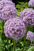 ALLIUM GLOBEMASTER