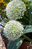 ALLIUM KARATAVIENSE IVORY QUEEN