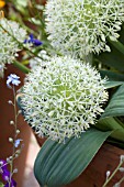 ALLIUM KARATAVIENSE IVORY QUEEN