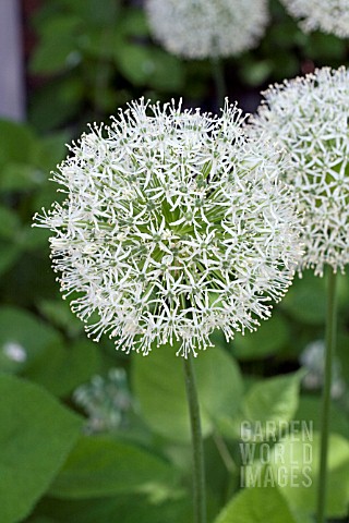 ALLIUM_MT_EVEREST