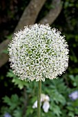 ALLIUM MT EVEREST