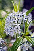 AMSONIA TABERNAEMONTANA