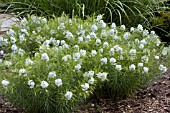 AMSONIA TABERNAEMONTANA