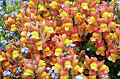 ANTIRRHINUM MAJUS SOLSTICE ORANGE TRICOLOR