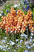 ANTIRRHINUM MAJUS SOLSTICE ORANGE TRICOLOR