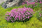 ARMERIA MARITIMA