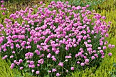 ARMERIA MARITIMA