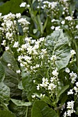 ARMORACIA RUSTICANA HORSERADISH