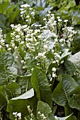 ARMORACIA RUSTICANA HORSERADISH