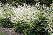 ARUNCUS AETHUSIFOLIUS DWARF