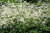 ARUNCUS AETHUSIFOLIUS DWARF