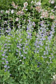 BAPTISIA AUSTRALIS