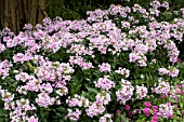 PHLOX PANICULATA JOHN FANICK