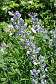 BAPTISIA X BICOLOR STARLITE PRAIRIEBLUES