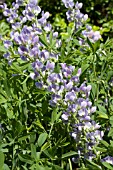 BAPTISIA X BICOLOR STARLITE PRAIRIEBLUES