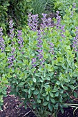 BAPTISIA X BICOLOR TWILITE PRAIRIEBLUES