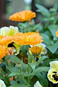 CALENDULA OFFICINALIS ORANGE