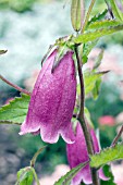 CAMPANULA TAKESIMANA