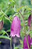 CAMPANULA TAKESIMANA