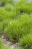 CAREX MUSKINGUMENSIS LITTLE MIDGE