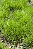 CAREX MUSKINGUMENSIS LITTLE MIDGE