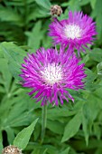 CENTAUREA DEALBATA