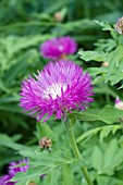 CENTAUREA DEALBATA