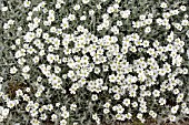 CERASTIUM TOMENTOSUM SILVER CARPET