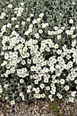 CERASTIUM TOMENTOSUM SILVER CARPET