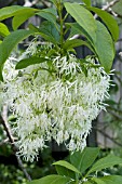 CHIONANTHUS VIRGINICUS