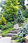 CONIFER GARDEN SCENE