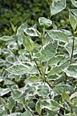 CORNUS ALBA IVORY HALO