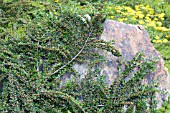 COTONEASTER HORIZONTALIS ROBUSTUS